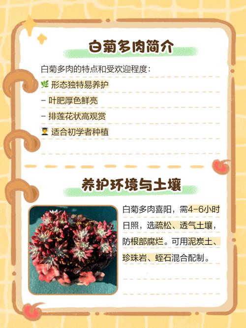 夏天适合入手白菊多肉吗？-第2张图片-吾爱花网