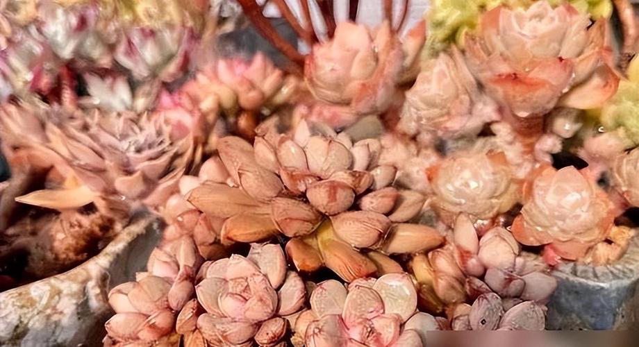 多肉低于多少度会冻死?-第2张图片-吾爱花网 多肉低于多少度会冻死?-第2张图片-吾爱花网