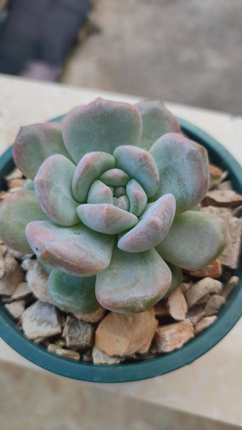 多肉低于多少度会冻死?-第3张图片-吾爱花网 多肉低于多少度会冻死?-第3张图片-吾爱花网