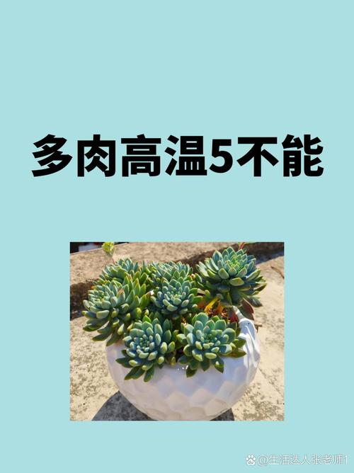 多肉低于多少度会冻死?-第1张图片-吾爱花网 多肉低于多少度会冻死?-第1张图片-吾爱花网