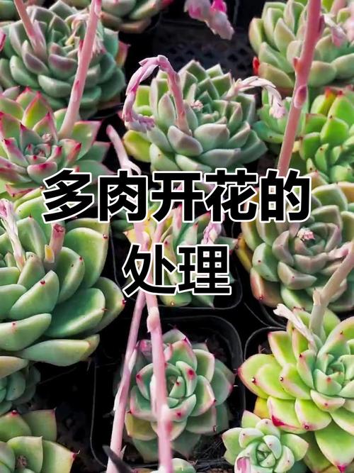 多肉开花后必须剪掉花剑吗?-第1张图片-吾爱花网 多肉开花后必须剪掉花剑吗?-第1张图片-吾爱花网