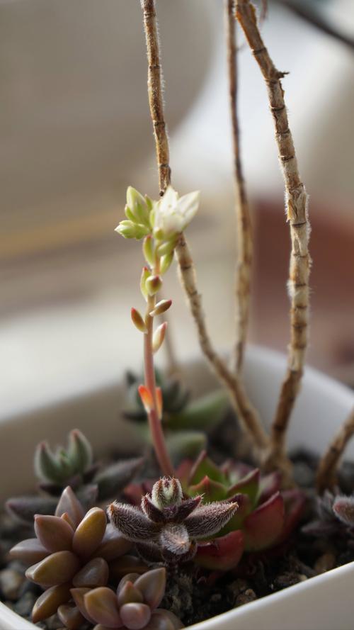 多肉开花后必须剪掉花剑吗?-第3张图片-吾爱花网 多肉开花后必须剪掉花剑吗?-第3张图片-吾爱花网