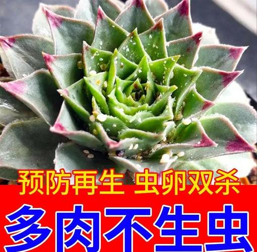 多肉杆上透明虫是什么？怎么除？-第3张图片-吾爱花网