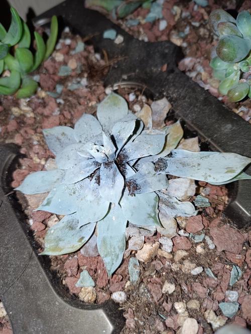 多肉杆上透明虫是什么？怎么除？-第2张图片-吾爱花网