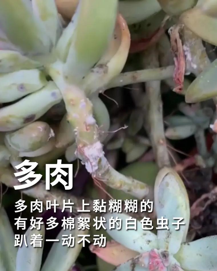 多肉杆上透明虫是什么？怎么除？-第1张图片-吾爱花网