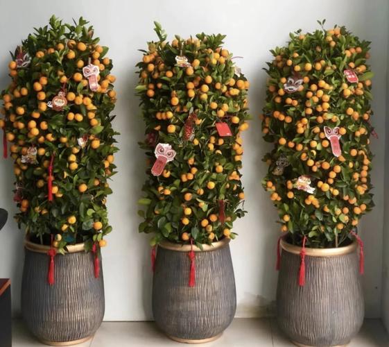 小金桔盆栽冬季怎么养？-第2张图片-吾爱花网