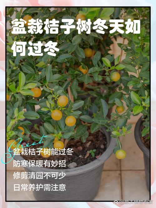 小金桔盆栽冬季怎么养？-第1张图片-吾爱花网