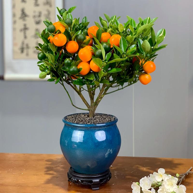 小金桔盆栽冬季怎么养？-第3张图片-吾爱花网