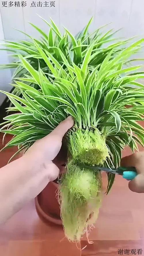 水培吊兰根发黑必须剪掉吗?-第1张图片-吾爱花网 水培吊兰根发黑必须剪掉吗?-第1张图片-吾爱花网