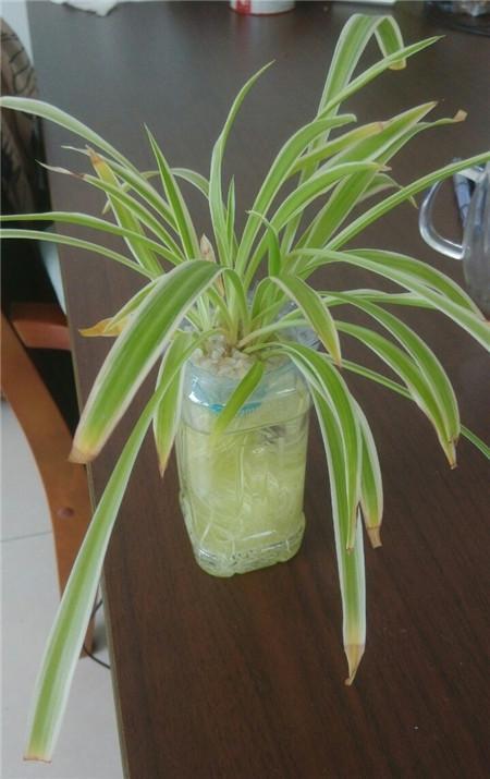 水培吊兰根发黑必须剪掉吗?-第3张图片-吾爱花网 水培吊兰根发黑必须剪掉吗?-第3张图片-吾爱花网