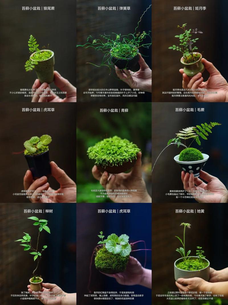 盆栽里养苔藓可行吗？-第2张图片-吾爱花网