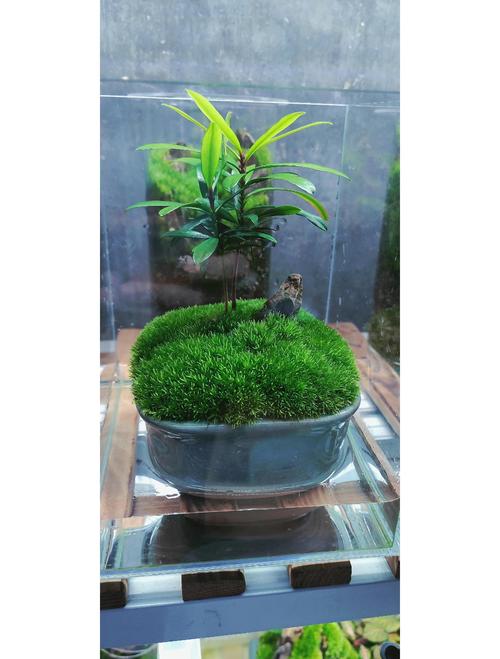 盆栽里养苔藓可行吗？-第1张图片-吾爱花网