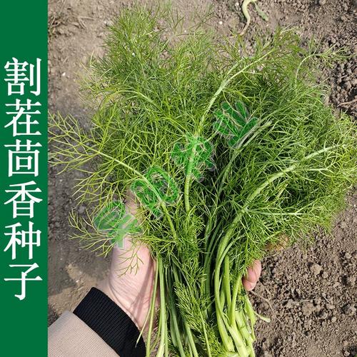 小茴香种子盆栽怎么种？-第3张图片-吾爱花网