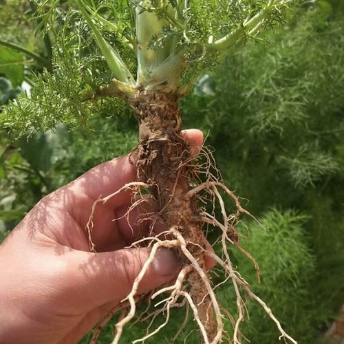 小茴香种子盆栽怎么种？-第2张图片-吾爱花网