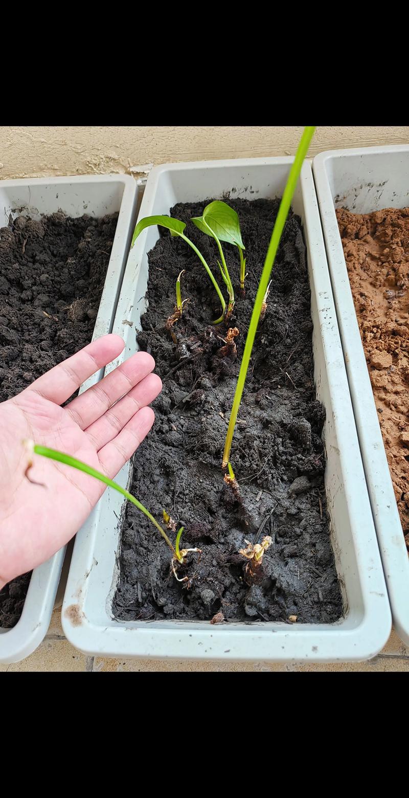 小茴香种子盆栽怎么种？-第1张图片-吾爱花网