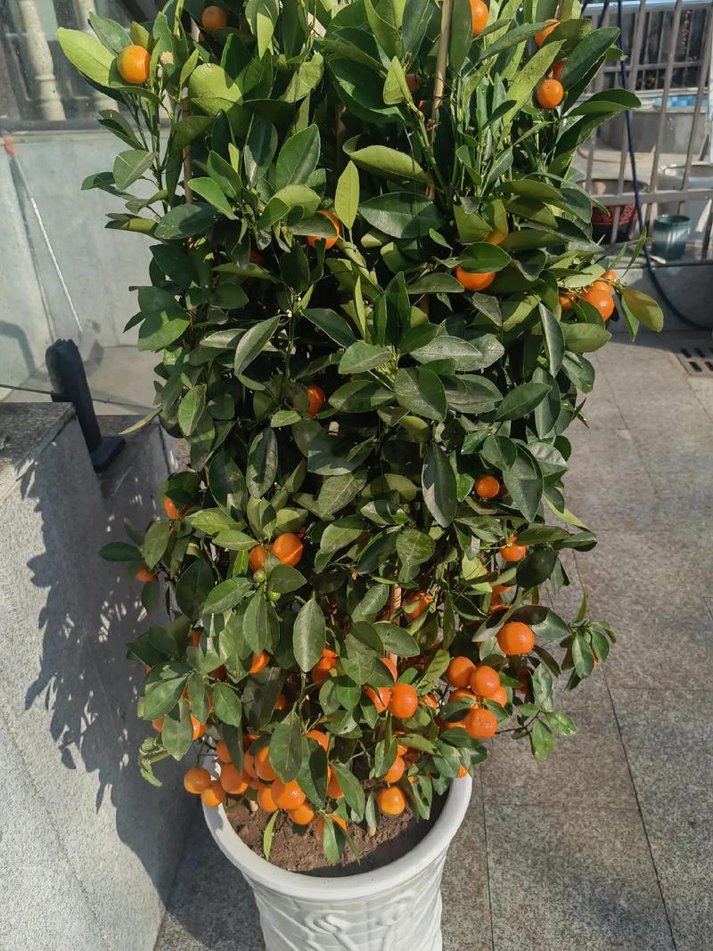 金桔盆栽适合室内养吗？-第3张图片-吾爱花网