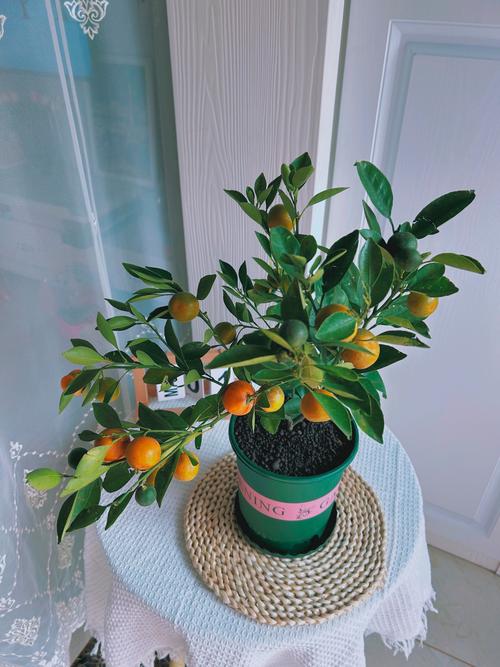 金桔盆栽适合室内养吗？-第2张图片-吾爱花网