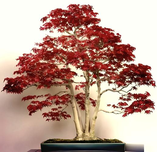 盆栽红枫施什么肥料好？-第2张图片-吾爱花网