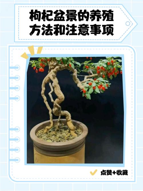 夏天盆栽枸杞怎么浇水？-第1张图片-吾爱花网