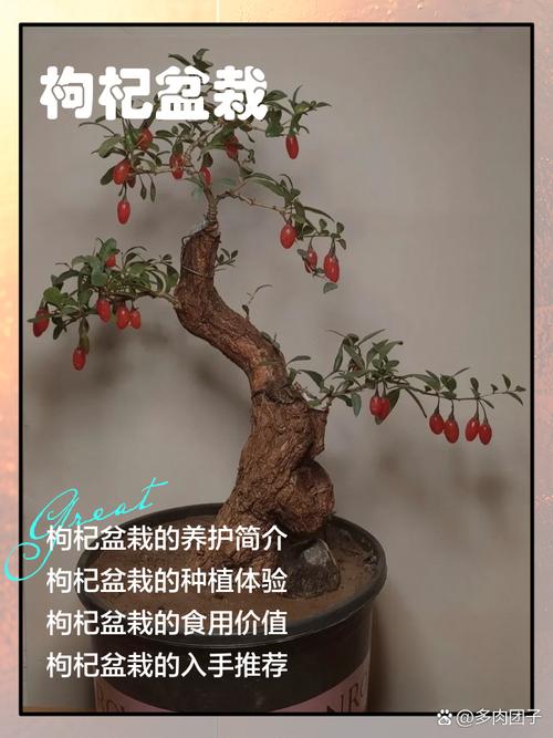 夏天盆栽枸杞怎么浇水？-第3张图片-吾爱花网