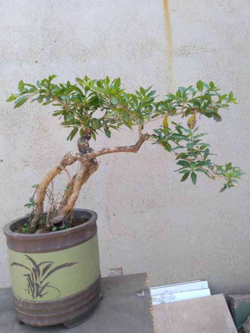 夏天盆栽枸杞怎么浇水？-第2张图片-吾爱花网