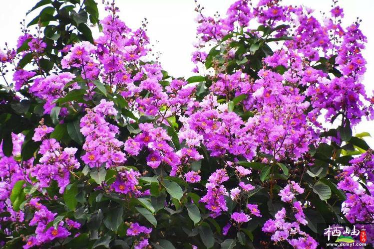 哪些紫色花树适合盆栽养护？-第2张图片-吾爱花网