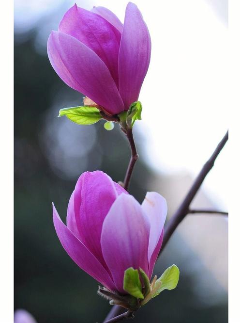 哪些紫色花树适合盆栽养护？-第1张图片-吾爱花网