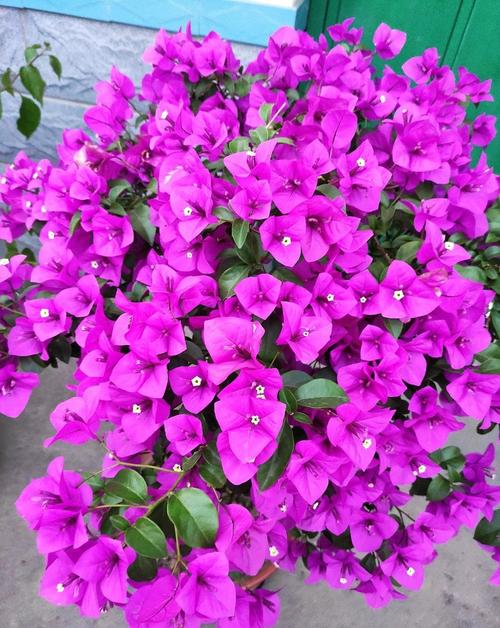 哪些紫色花树适合盆栽养护？-第3张图片-吾爱花网