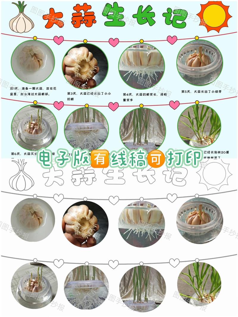 水培大蒜在家怎么操作？-第1张图片-吾爱花网
