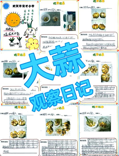 水培大蒜在家怎么操作？-第3张图片-吾爱花网