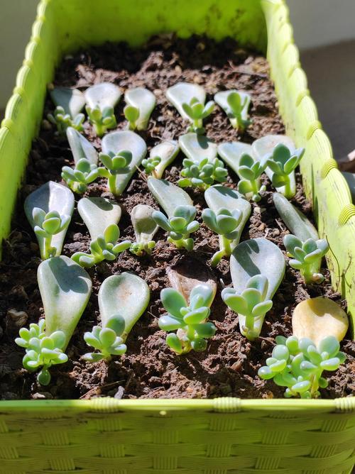 多肉叶插啥时候繁殖成活率最高？-第1张图片-吾爱花网