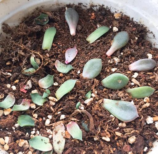 多肉叶插啥时候繁殖成活率最高？-第2张图片-吾爱花网