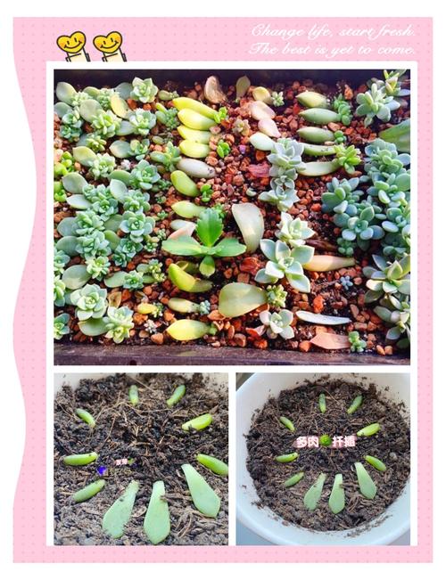 多肉叶插啥时候繁殖成活率最高？-第3张图片-吾爱花网