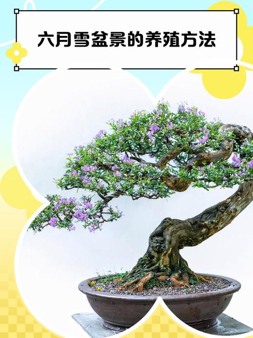 冬天盆栽花木如何防冻？-第1张图片-吾爱花网