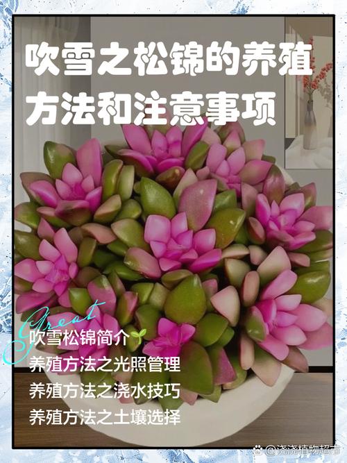 冬天盆栽花木如何防冻？-第2张图片-吾爱花网