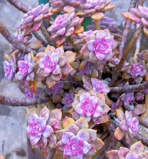 广东多肉还能种吗？-第1张图片-吾爱花网