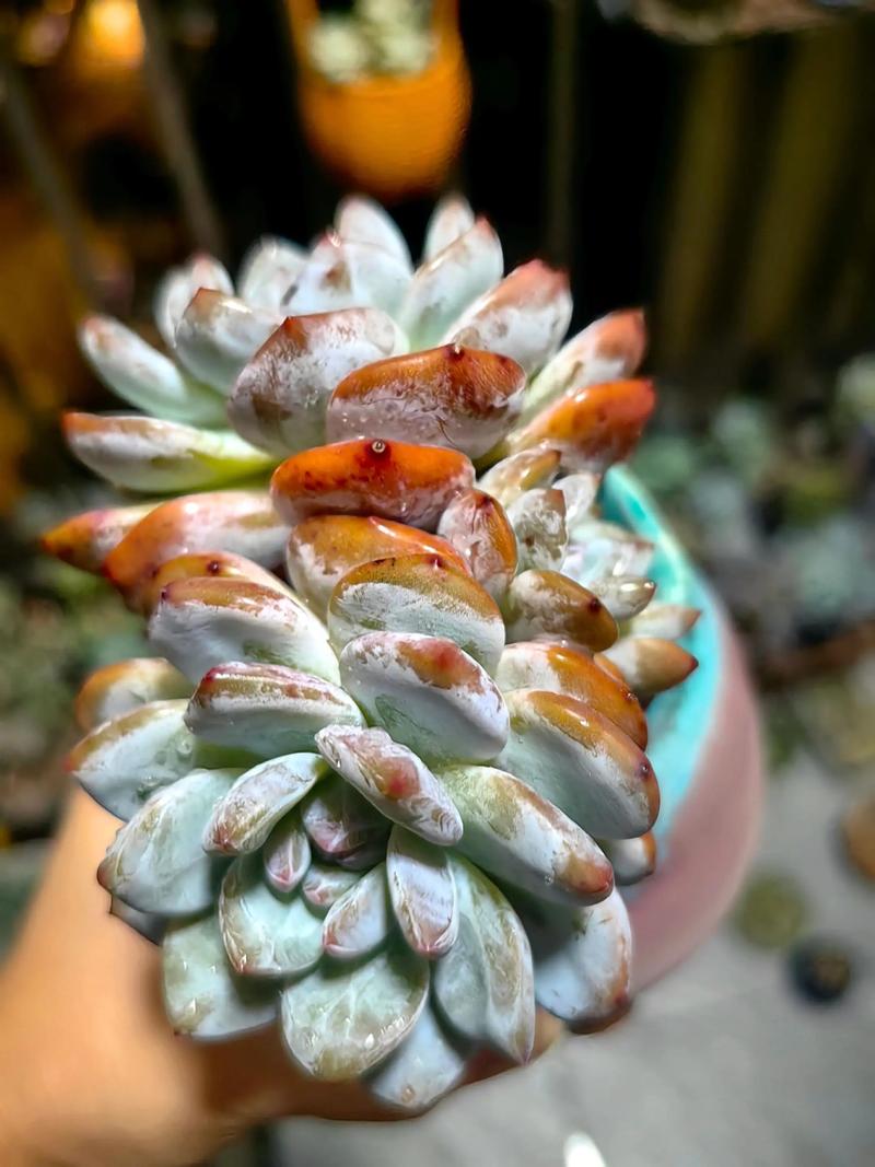 广东多肉还能种吗？-第2张图片-吾爱花网