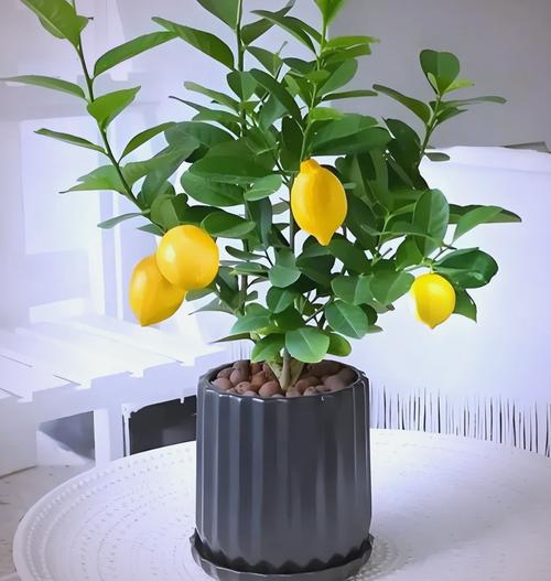 柠檬盆栽用什么土最合适？-第1张图片-吾爱花网