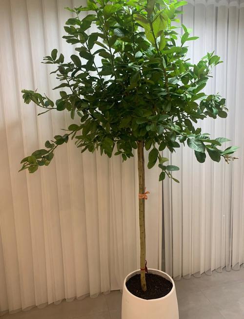 柠檬盆栽用什么土最合适？-第3张图片-吾爱花网