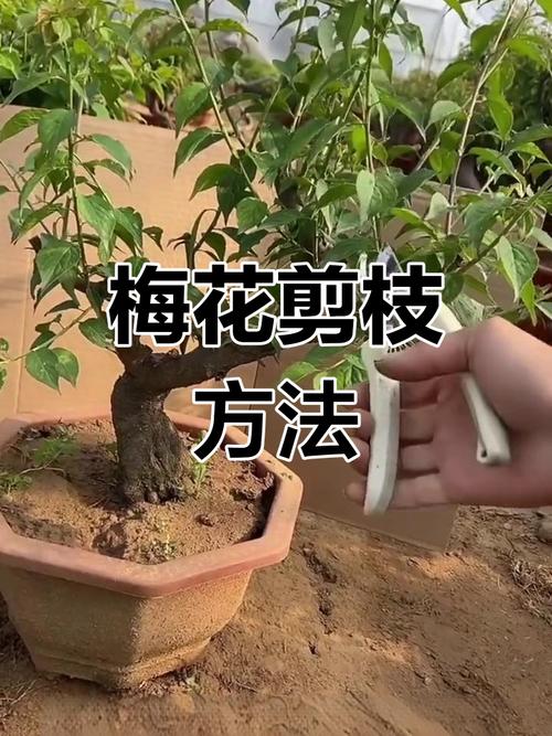 梅花盆栽修剪图解，新手如何掌握技巧？-第2张图片-吾爱花网