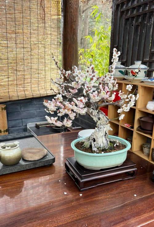 梅花盆栽修剪图解,新手如何掌握技巧?-第3张图片-吾爱花网 梅花盆栽修剪图解,新手如何掌握技巧?-第3张图片-吾爱花网