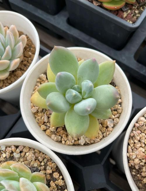 多肉多久浇一次水合适？-第1张图片-吾爱花网