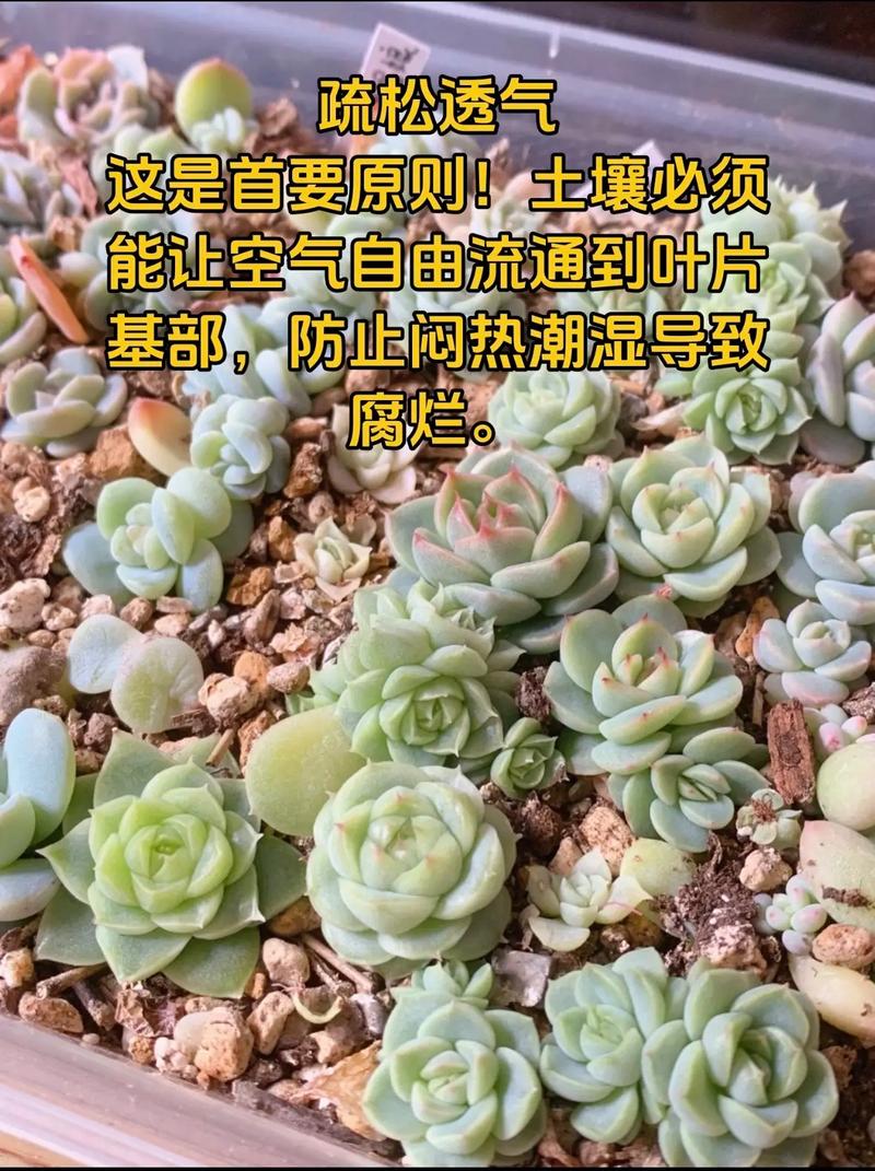 什么多肉品种适合叶插？-第3张图片-吾爱花网