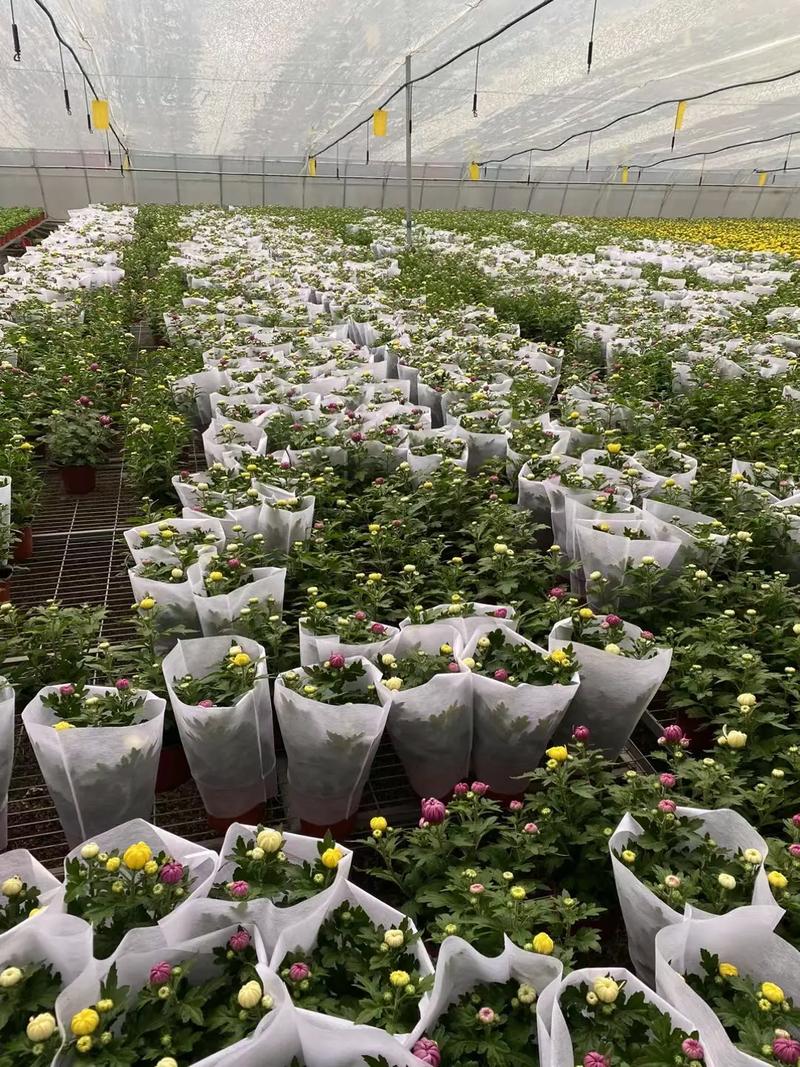 广东盆栽花卉基地有何特色品种？-第2张图片-吾爱花网