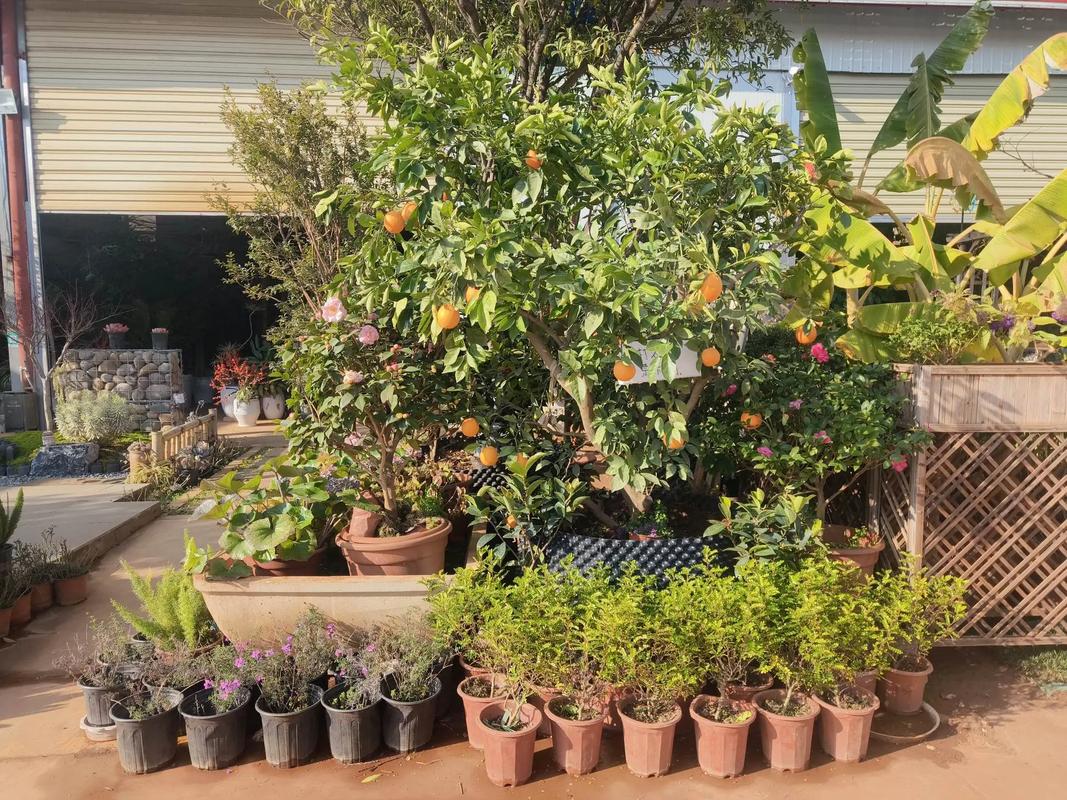 广东盆栽花卉基地有何特色品种？-第1张图片-吾爱花网