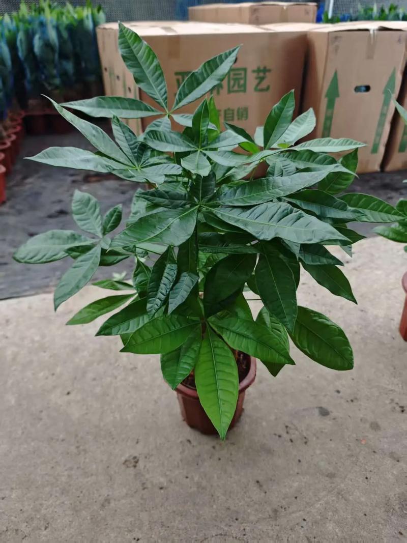 广东盆栽花卉基地有何特色品种？-第3张图片-吾爱花网