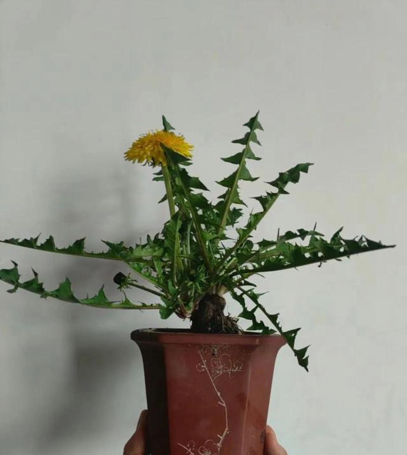 蒲公英盆栽该放室内还是室外？-第2张图片-吾爱花网