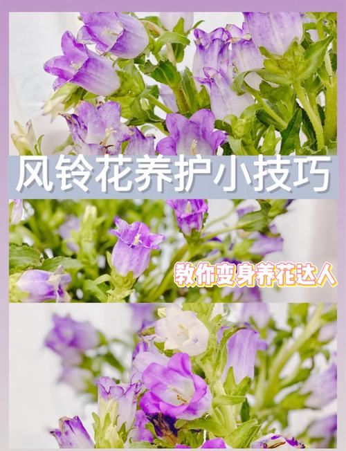 盆栽风铃花怎么养才好？-第1张图片-吾爱花网