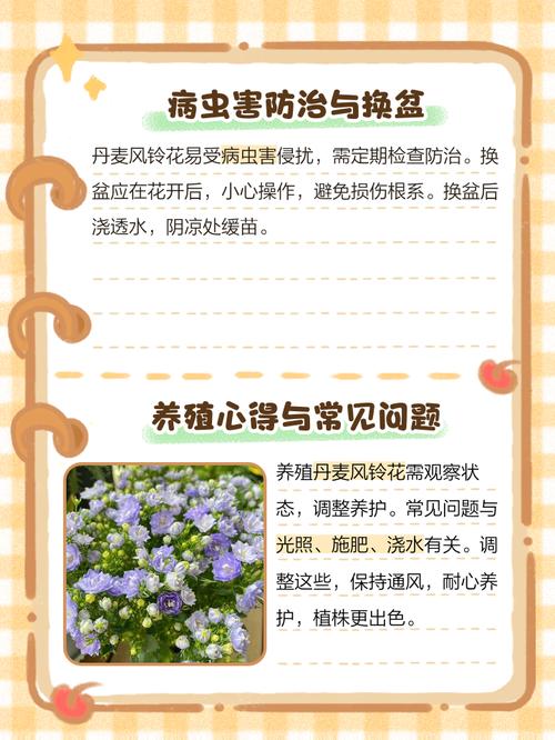 盆栽风铃花怎么养才好？-第3张图片-吾爱花网