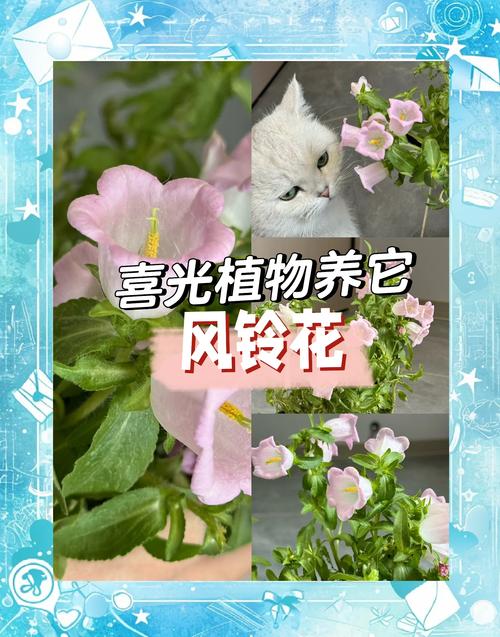 盆栽风铃花怎么养才好？-第2张图片-吾爱花网
